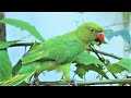 Loud Parrot Chirping (Angry Voice) | Natural Parrot Sounds | Parrot Calling Sounds ||