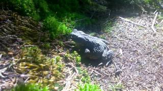 frog in HighTatras