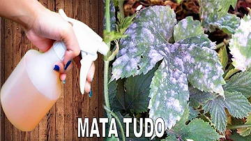 O que é bom para matar fungos em plantas?