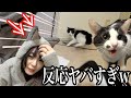 猫に猫耳パーカー見せたら反応がヤバかったwww