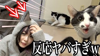 猫に猫耳パーカー見せたら反応がヤバかったwww