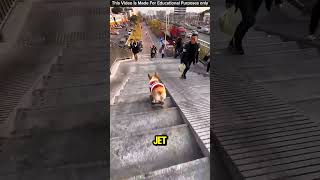 Köpek Merdivenlerden Roket Gibi Uçtu 🚀🐶😂