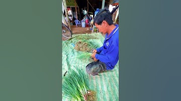 Bán 5 công ruộng 3 vụ tại An Giang #levanmep #bánđấtruộng #mientay #đấtruộng