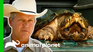 Game Warden Deals With An Alligator Snapping Turtle | Lone Star Law