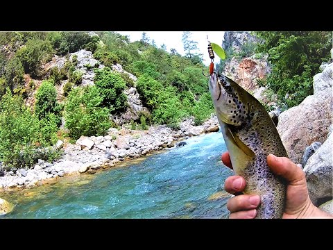 Alabalık Avı / Toroslarda Doğal Alabalık Avı / Trout Fishing