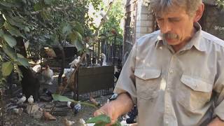 картинка: ГОЛУБИ КРИВОГО РОГА / ЛИНЬКА ГОЛУБЕЙ, ОСЕНЬ / ВИТАМИНЫ ДЛЯ ГОЛУБЕЙ
