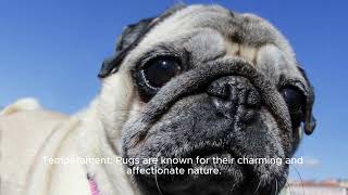 The Ultimate Pug Facts: Everything You Need to Know About These Adorable Dogs! #pug #pugs #breeds