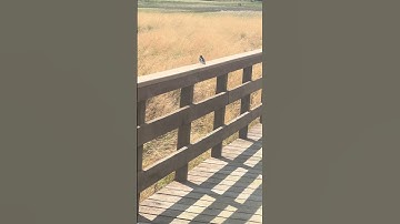 Alaska Tree Swallows are Back! #adventure #nature #alaska #mountains