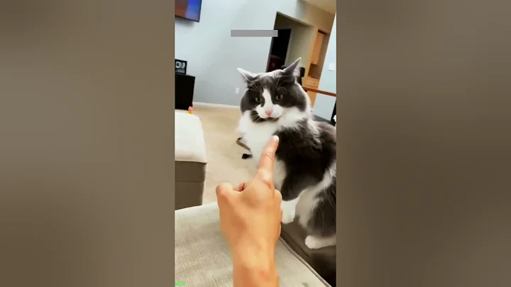 Video 10680691: cats russian cartoon, funny russian cats, cream cat funny, laugh cat sounds, cat eating sounds, cute kitten