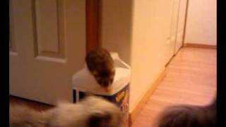 I've Fallen and I Can't Get Out! by RonetteTaylor 497 views 13 years ago 1 minute, 14 seconds