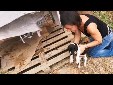Βίντεο: Πρόκληση συγχρονισμού χειλιών που αναλαμβάνουν οι Animal Rescues