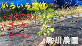 いろいろ定植オカワカメ・ゴーヤ・ピーマン　邑南町　駒川農園　22.5.19