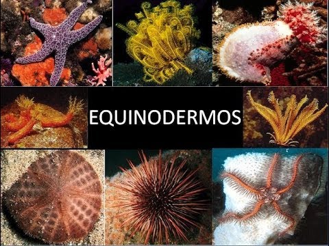 # 1 SEA STAR EQUINODERMOS