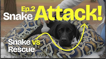 IMPOSSIBLE RESCUE: Heroic Dog Rescue from Giant Python - SNAKE VS RESCUE EP.2
