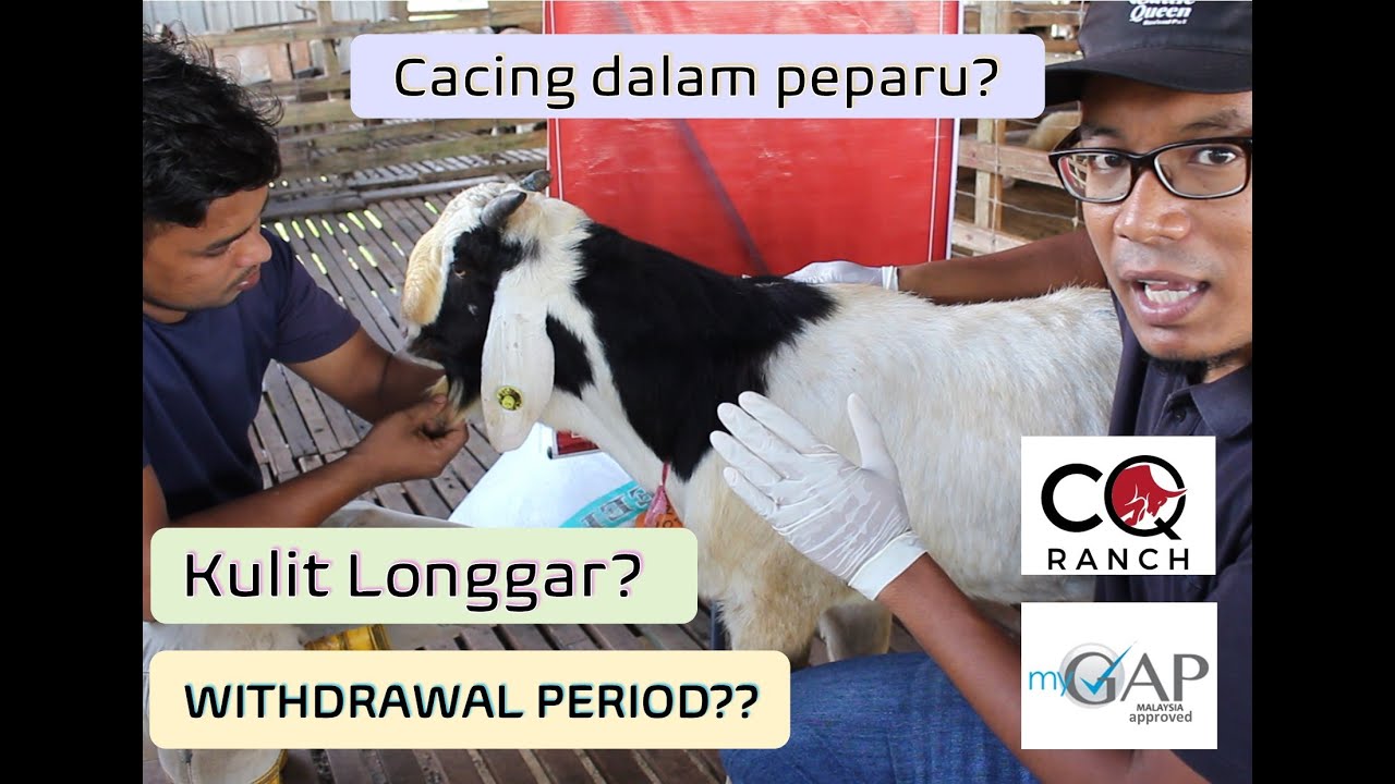 Siri Rawatan Ternakan Episod 2 Ubat Cacing Youtube