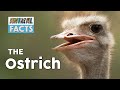 Animal fact - The Ostrich