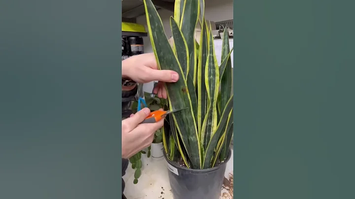 #snakeplants #plants #plant