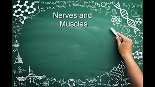 How To Ace Ap Biology Nerves And Muscles