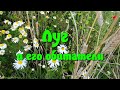 Луг и его обитатели Луг и его обитатели