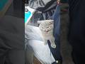 Try Not To Laugh 😁 Hilarious Cat Moments #funniestanimals  #funnycats #funnyanimals