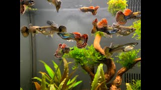 Red Dragon Guppy - Update Adding More Plants