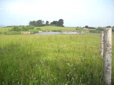free green screen backgrounds hq small lake frogs and grass youtube free hq backgrounds