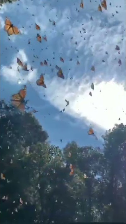 butterfly status