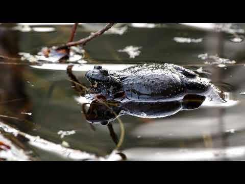 Поющие жерлянки. Singing frogs