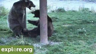 Bear 719 Defends her Cubs! - This Week at Brooks Falls