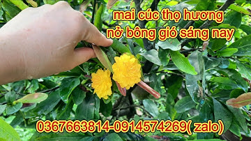 💢💥Hoa Mai cúc thọ hương nở hoa gió buổi sáng 🥰0367663814-0914574269 ( zalo)