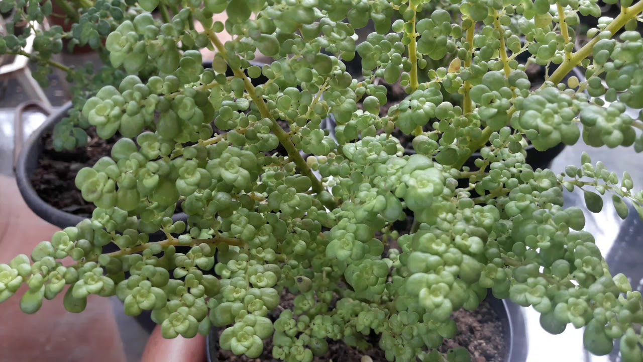 Brilhantina ( Pilea microphylla
)