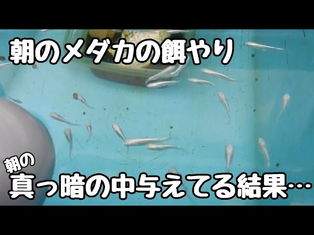 ☆お話し中☆メダカ他色々 | ヤマダウェブコム