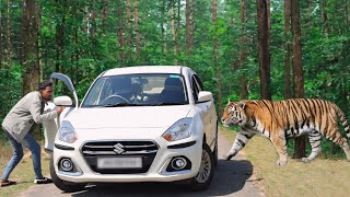 Royal bengal tiger attack | tiger attack man in the forest, tiger attack in jungle by Crazy Life Entertainment 78,813 views 2 months ago 3 minutes, 28 seconds