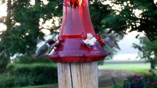 Hummingbird Central