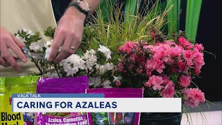 Valk Talk Caring for Azaleas