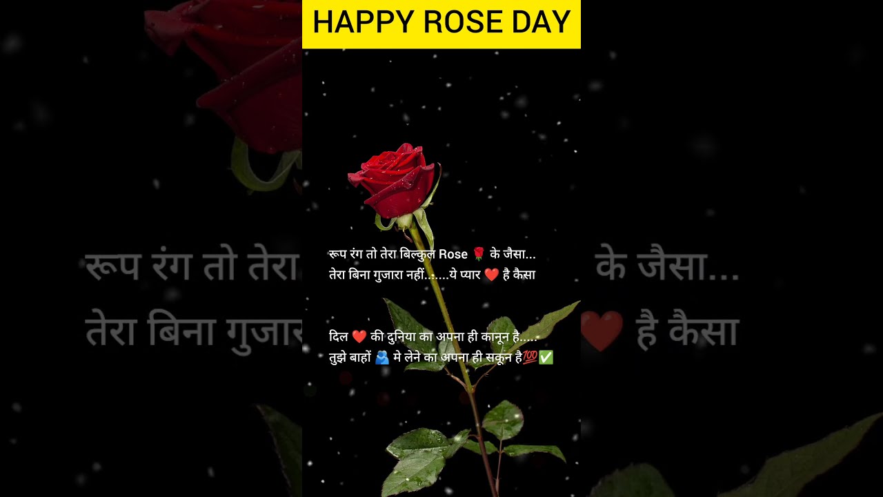 Rose day🌹 status 2023/Happy Rose day ❤️ WhatsApp status/ Rose day shayari status 