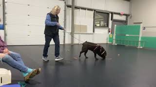 Handler discrimination class week 6 Gracie