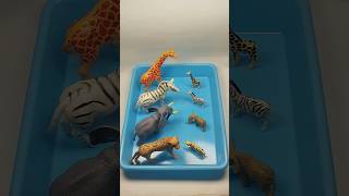 Big and Small Version Animal Toys Asmr #shorts #asmr