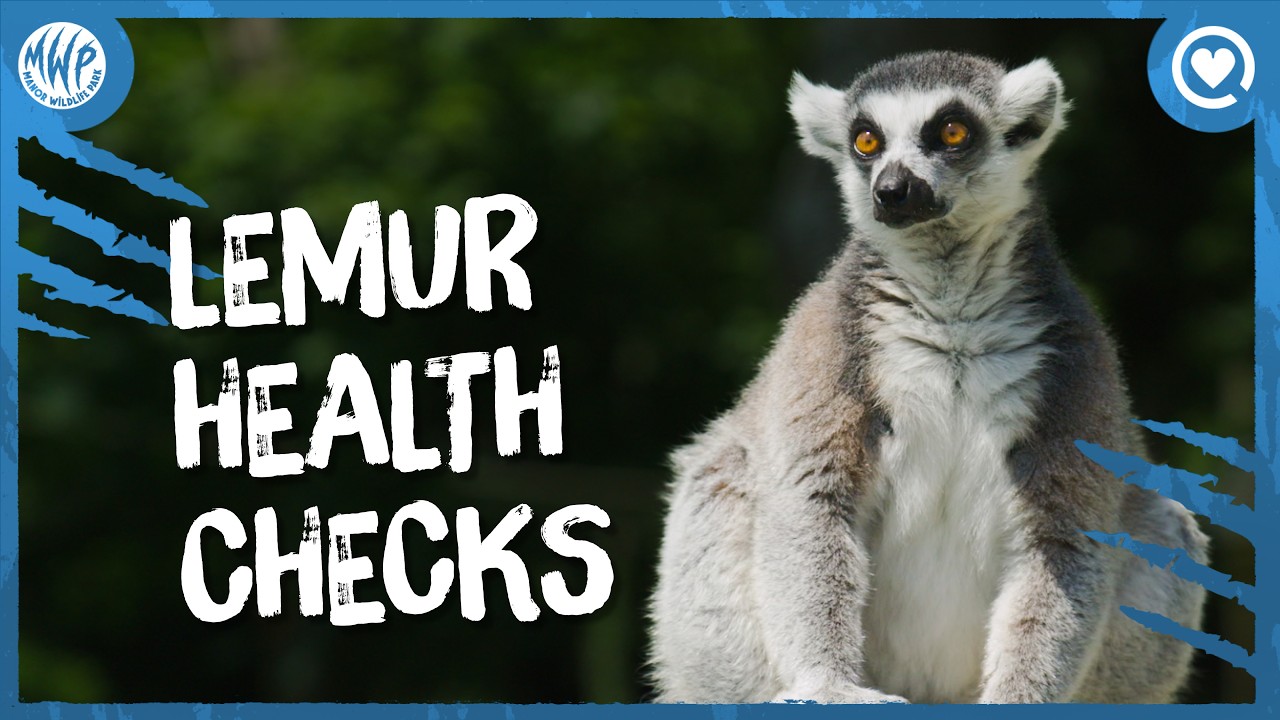 What’s wrong with Scampi & Percy? | ‘Lemur health check’ | Vet Diaries