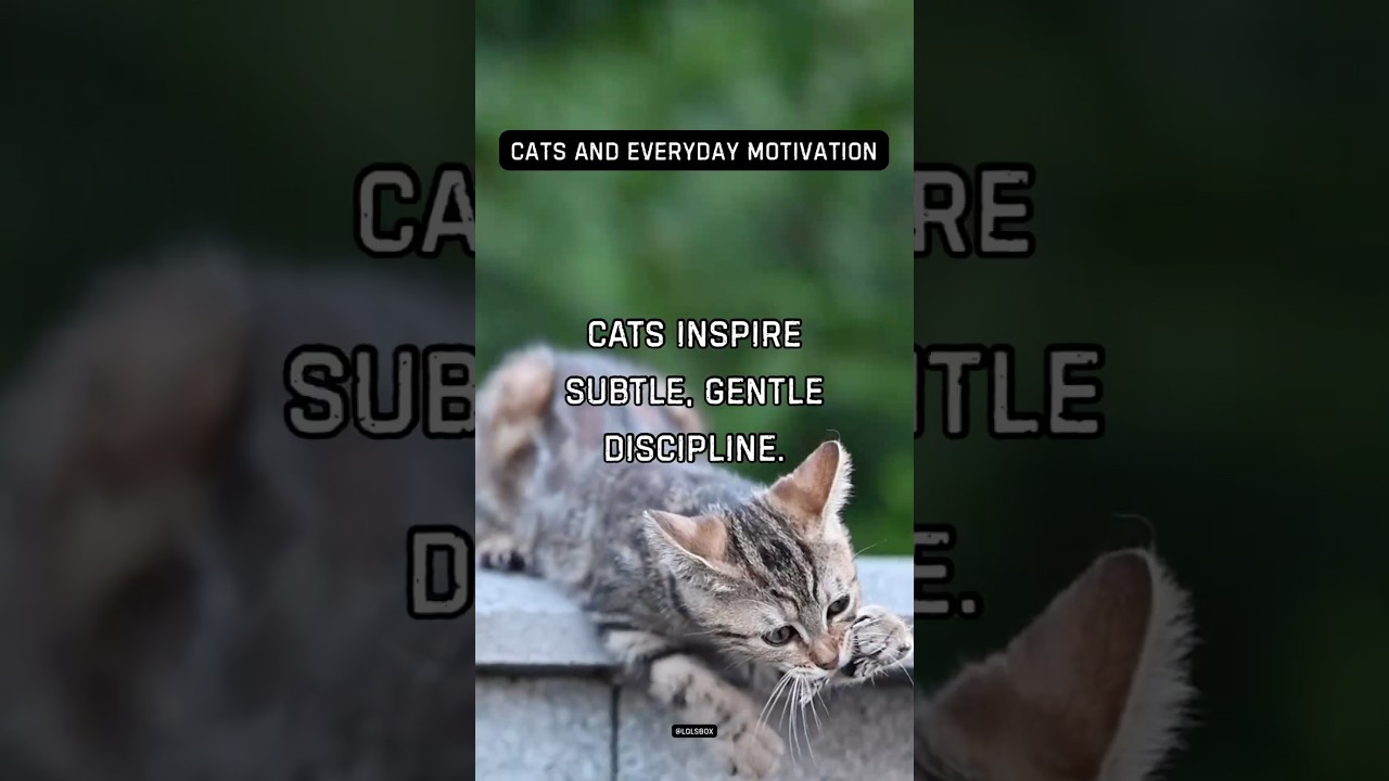 Cats inspire subtle, gentle discipline.