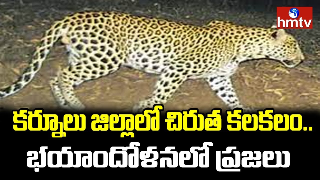 కర్నూలు జిల్లాలో చిరుత కలకలం..భయాందోళనలో ప్రజలు | Leopard in Kurnool District | hmtv