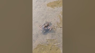 Cóc đẻ trứng như thế nào? OanhVN