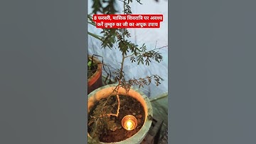 8 फरवरी मासिक शिवरात्रि पर अवश्य करें यह तुम्बुरु का जी का अचूक उपाय #pradeepmishra#shorts