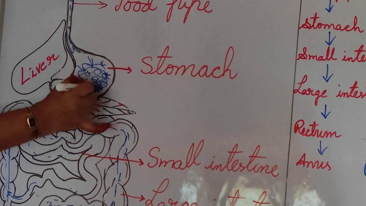 Do you know how food is digested ,? - YouTube