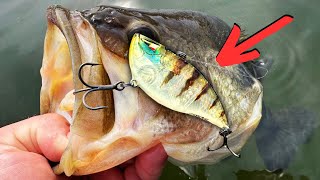 I’ve NEVER Seen Them Hit a LIPLESS This Hard (LAKE BREAK) by BassFishingHQ 24,350 views 1 month ago 28 minutes