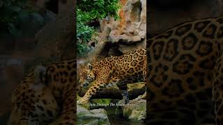 Amazon Rainforest — Earth’s Largest And Most Mysterious Jungle