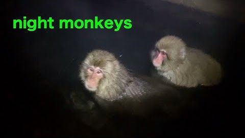 【SNOW MONKEYS 】 299 ( snowmonkey house ) Jigokudani   korakukan  monkey park   地獄谷　温泉　後楽館　野猿公苑　雪猿
