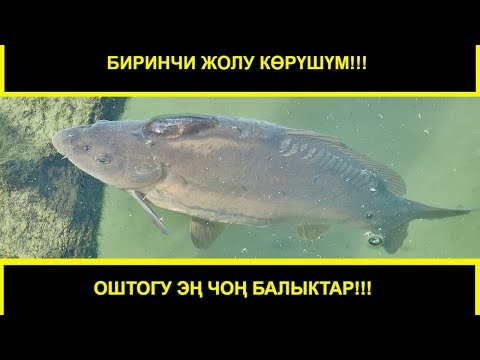 Video: Балыктар адамдарды тааныйбы? - Балыктар жүздөрдү эстейби?