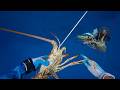 Spear Fishing Lobsters In Deep Water