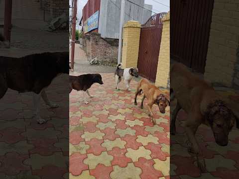 dog fight 🐶|